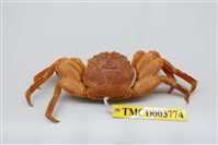 藏品(無斑斜紋蟹)的圖片